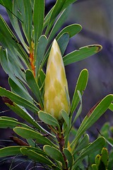 Image showing Snow White Protea