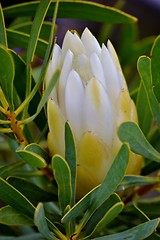 Image showing Snow White Protea