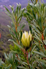 Image showing Snow White Protea