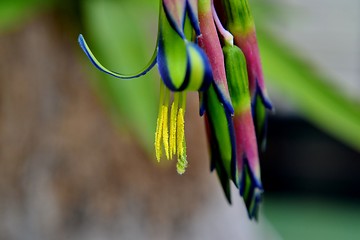 Image showing Billbergia nutans Queen's tears