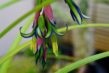 Image showing Billbergia nutans Queen's tears