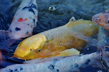 Image showing Golden Koi