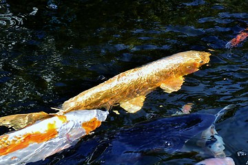 Image showing Golden Koi