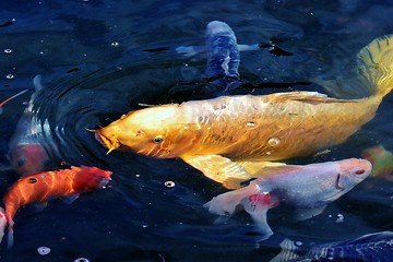 Image showing Golden Koi