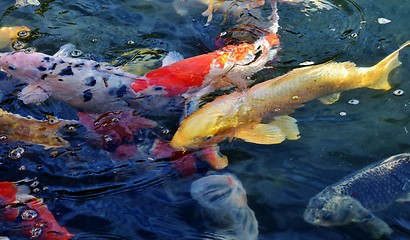 Image showing Golden Koi