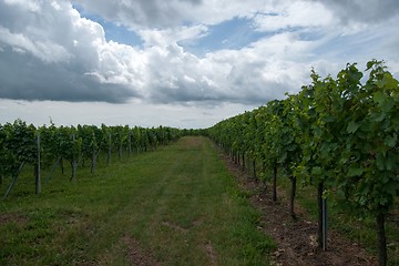 Image showing Alsace landscape and vinewyard