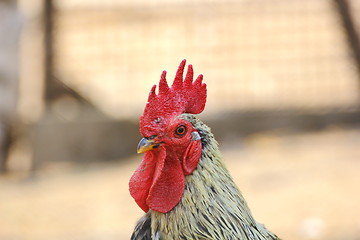 Image showing colorful rooster