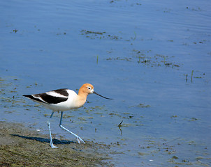 Image showing American Avocet with Room for Text