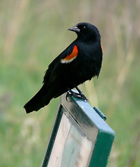 Image showing Red-winged blackbird on sign.