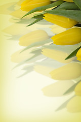 Image showing Yellow tulips