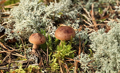 Image showing Edible Mushroom