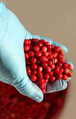 Image showing Red bilberry in hand