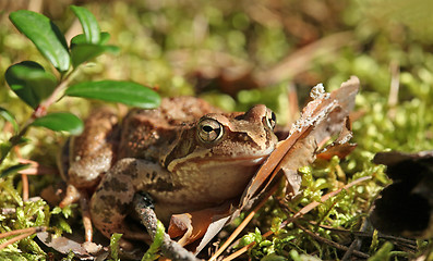 Image showing toad 