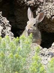 Image showing Bunny