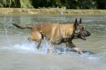 Image showing malinois in the river