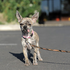 Image showing chihuahua in the street