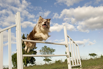 Image showing jumping  border collie