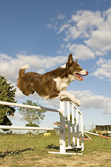 Image showing jumping  border collie