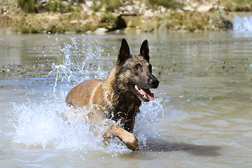 Image showing malinois in the river