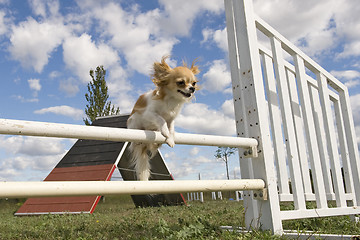 Image showing jumping chihuahua