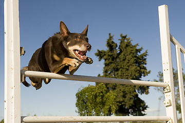 Image showing kelpie in agility