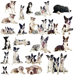Image showing border collies