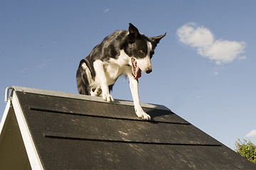 Image showing jumping  border collie