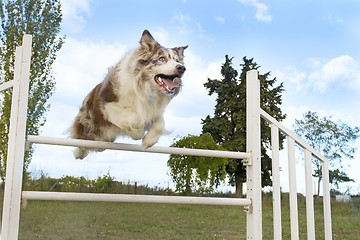 Image showing jumping  border collie