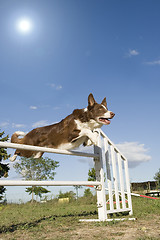 Image showing jumping  border collie