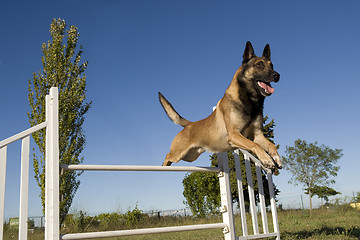 Image showing jumping malinois