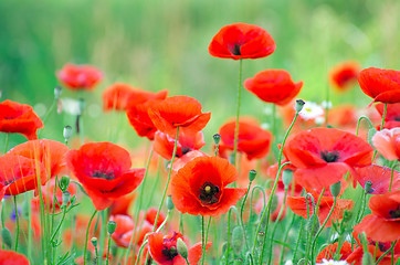 Image showing  red poppy 