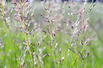 Image showing  green grass