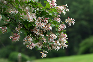 Image showing Branch with flowers