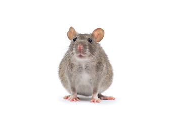 Image showing rat  