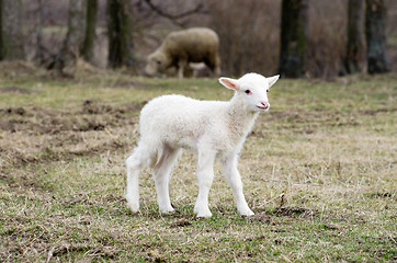 Image showing  sheep 