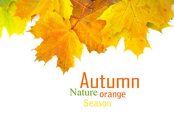 Image showing autumn leafs