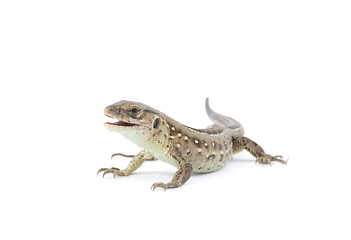 Image showing  lizard 