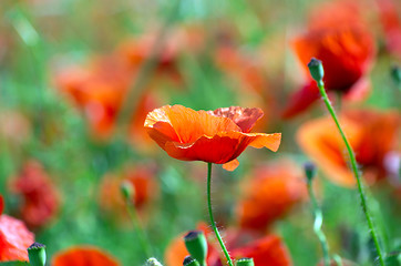 Image showing  red poppy 