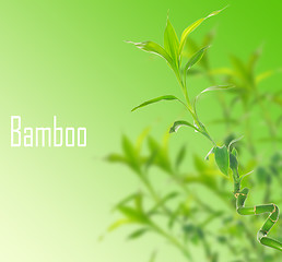 Image showing  bamboo 