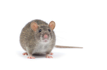 Image showing rat 