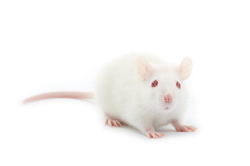 Image showing  rat 