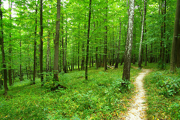 Image showing  green forest