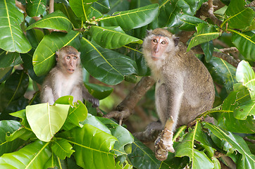 Image showing monkey