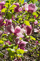 Image showing magnolia 