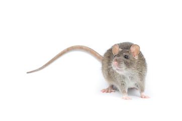 Image showing rat