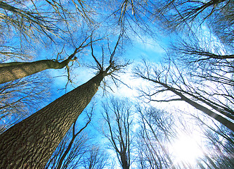 Image showing winter forest 