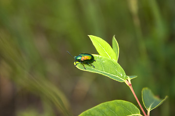 Image showing shiny beetle