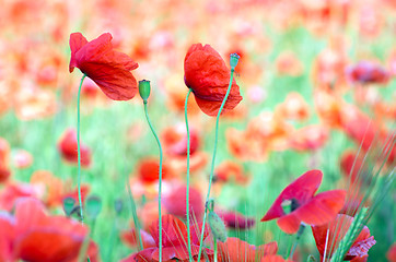 Image showing red poppy 