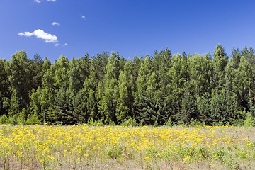 Image showing blue sky, green forest and yellow field