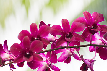 Image showing  orchid 